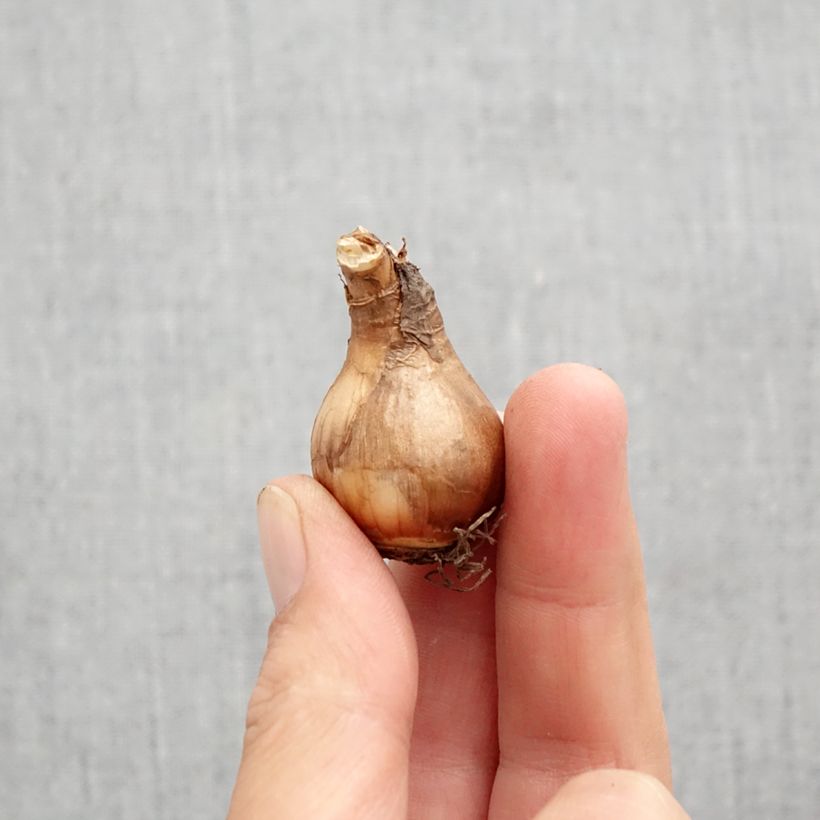 Esemplare di Narciso Moonlight Sensation Bulbo taglia 10+ come consegnato in autunno