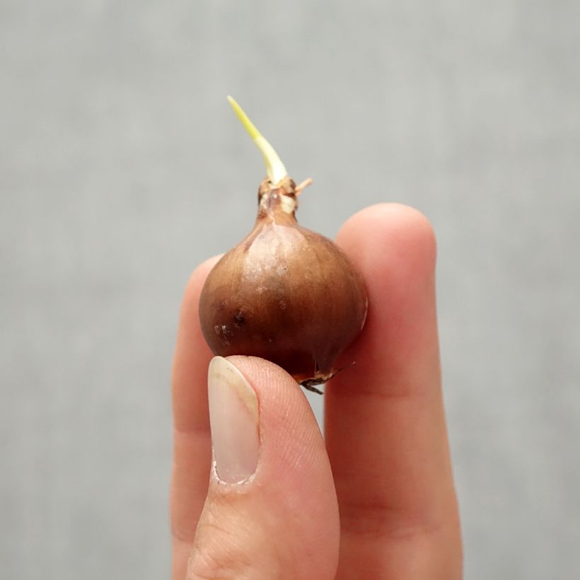 Esemplare di Narciso trombone moschatus Bulbo taglia 8/10 come consegnato in autunno