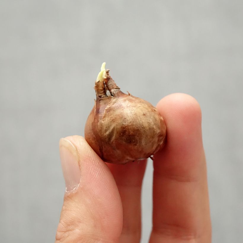 Esemplare di Narciso grande-coronato New Baby Bulbo taglia 8+ come consegnato in autunno