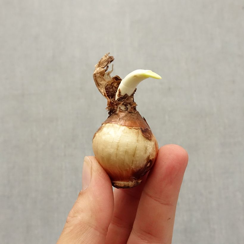 Esemplare di Narciso Nir Bulbo taglia 13+ come consegnato in autunno