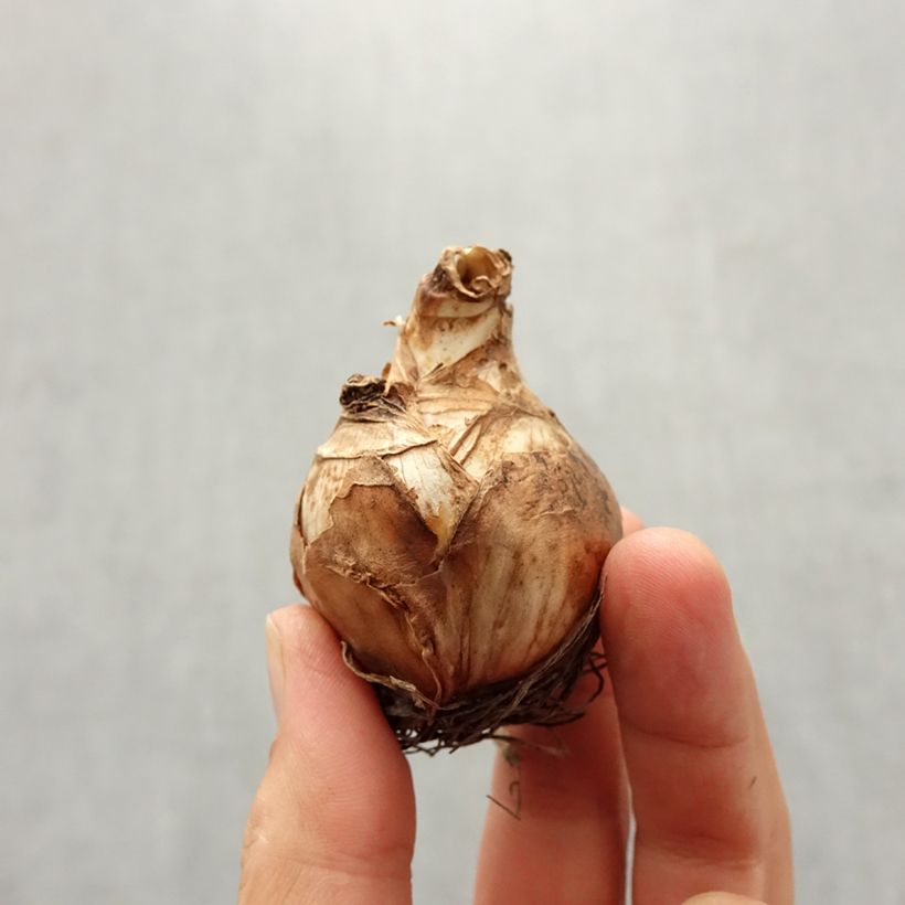 Esemplare di Narciso a fiore doppio Obdam Bulbo taglia 14/16 come consegnato in autunno