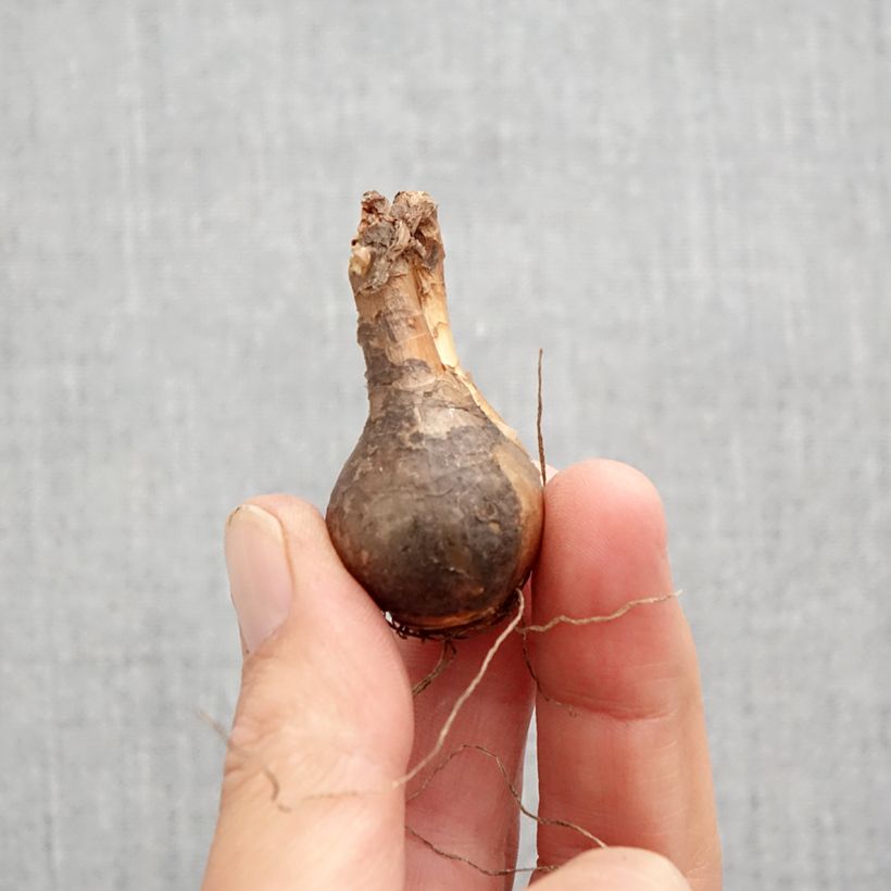 Esemplare di Narciso Campernelle Bulbo taglia 10+ come consegnato in autunno