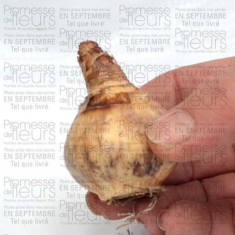 Esempio di esemplare Narcisse Parabole Bulbe calibre 12+ come consegnato