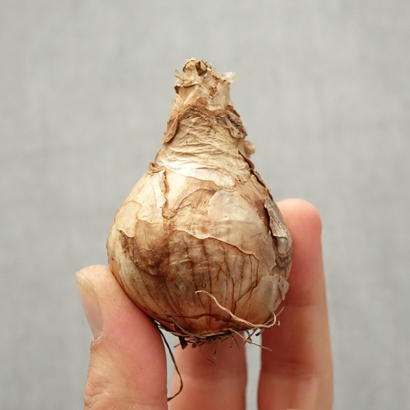 Esemplare di Narciso a fiore doppio Peach Cobbler Bulbo taglia 12/14 come consegnato in autunno