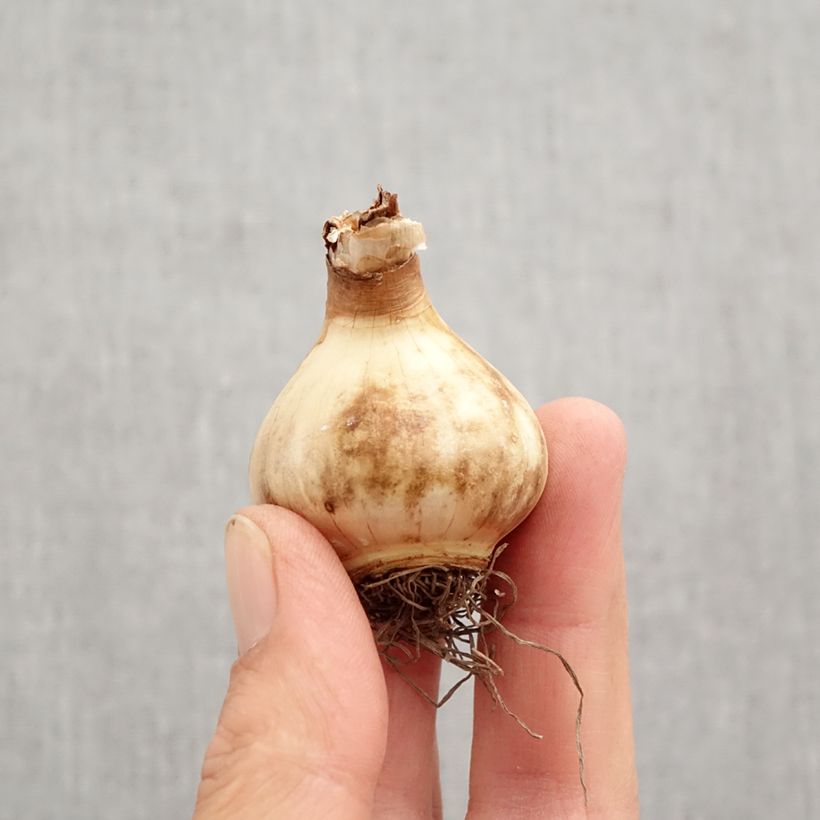 Esemplare di Narciso Peach Swirl Bulbo taglia 12+ come consegnato in autunno