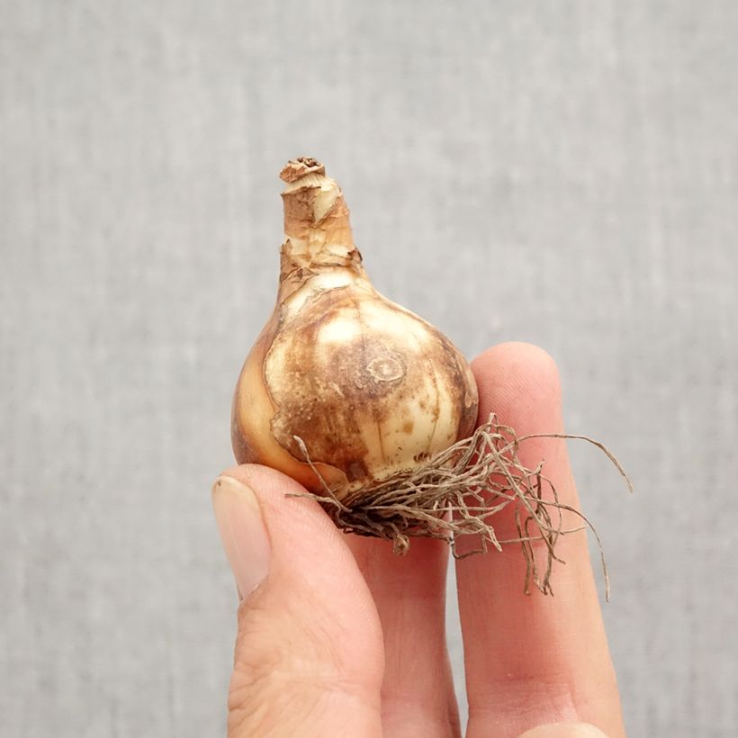 Example of Narciso a fiore doppio Petit Four Bulbo taglia 12+ as you get in automne