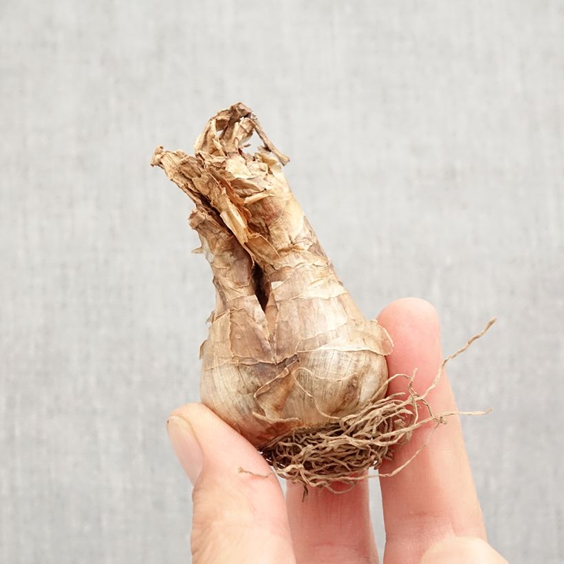 Esemplare di Narciso Actaea Bulbo taglia 12+ come consegnato in autunno