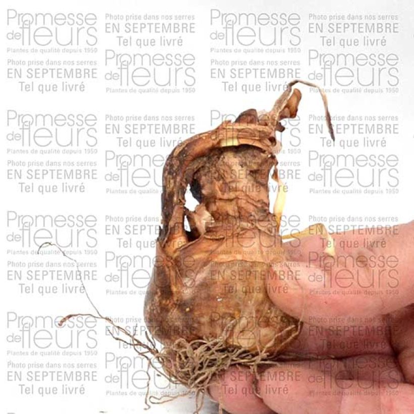 Esempio di esemplare Narcisse poeticus Albus Plenus Odoratus Bulbe calibre 12+ come consegnato