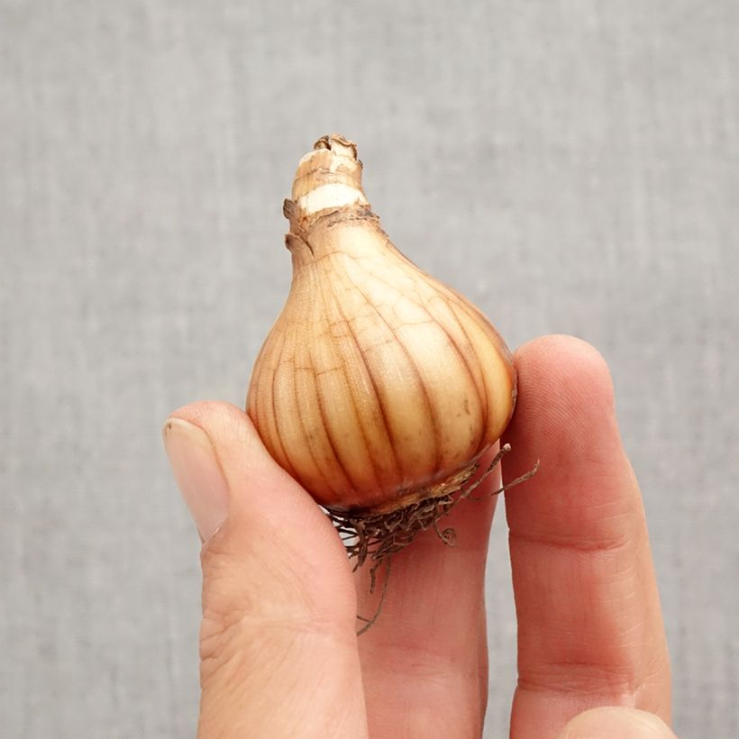 Esemplare di Narciso Albus Plenus Odoratus Bulbo taglia 12+ come consegnato in autunno