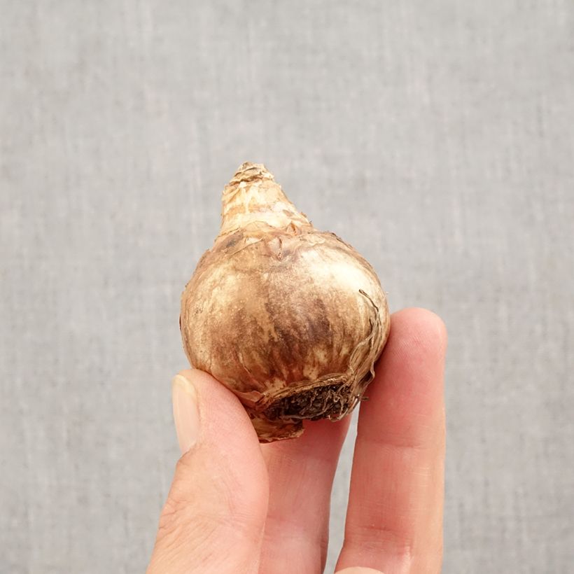 Esemplare di Narciso grande-coronato Professor Einstein Bulbo taglia 14/16 come consegnato in autunno