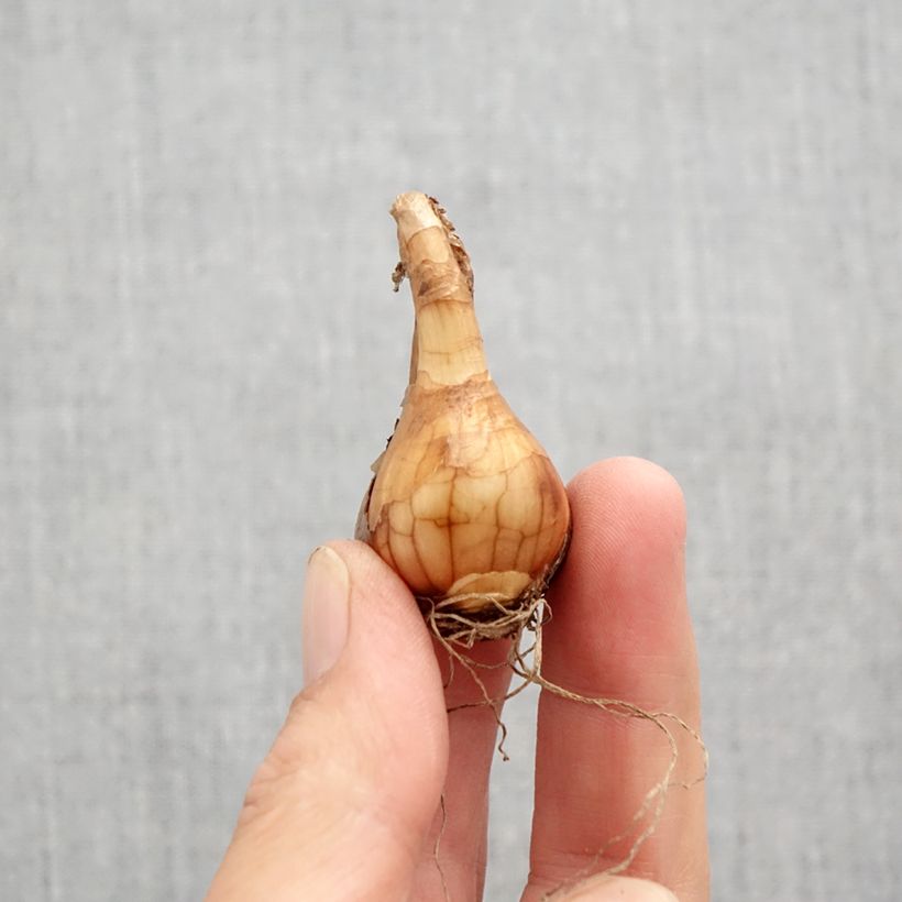 Esemplare di Narciso Pueblo Bulbo taglia 10+ come consegnato in autunno