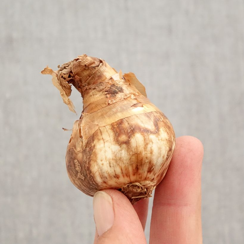 Esemplare di Narciso coronato Red Devon Bulbo taglia 14/16 come consegnato in autunno