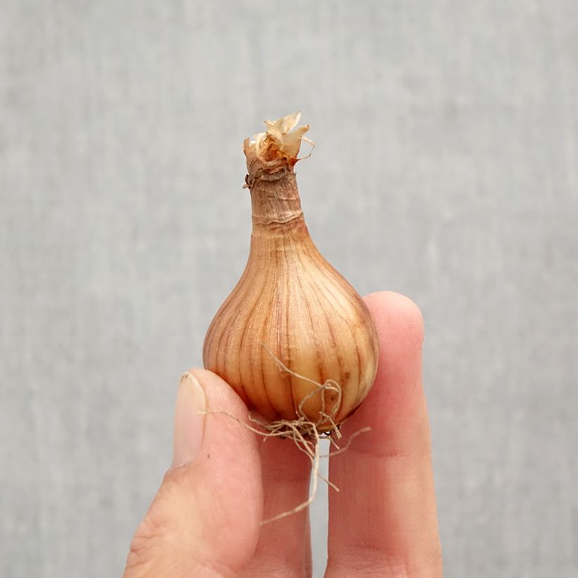 Esemplare di Narciso cyclamineus Reggae Bulbo taglia 10+ come consegnato in autunno