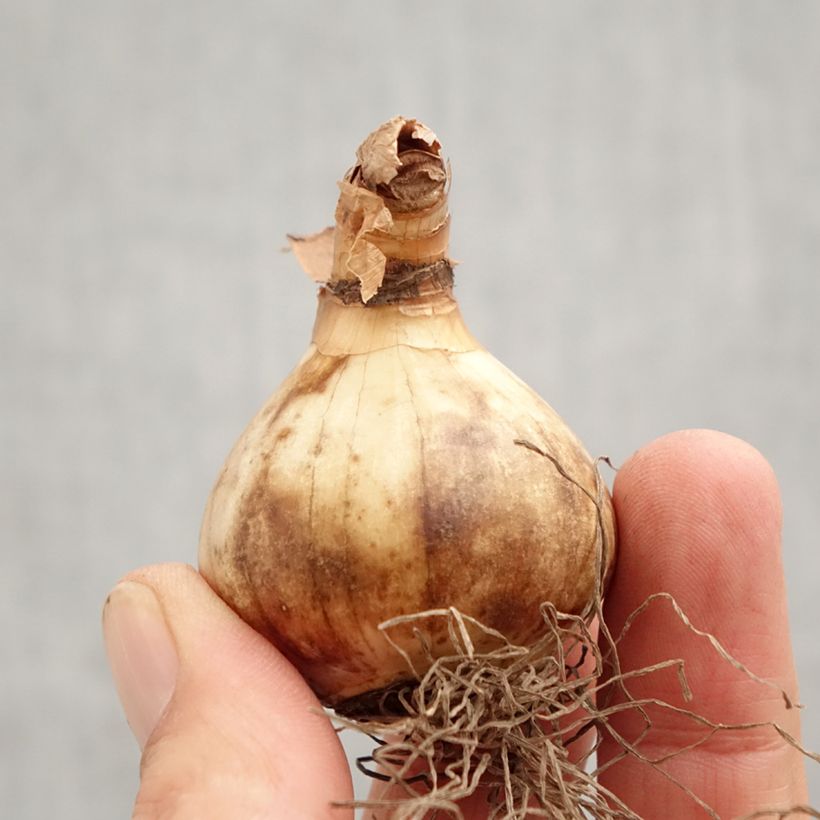 Esemplare di Narciso coronato Ringtone Bulbo taglia 12+ come consegnato in autunno