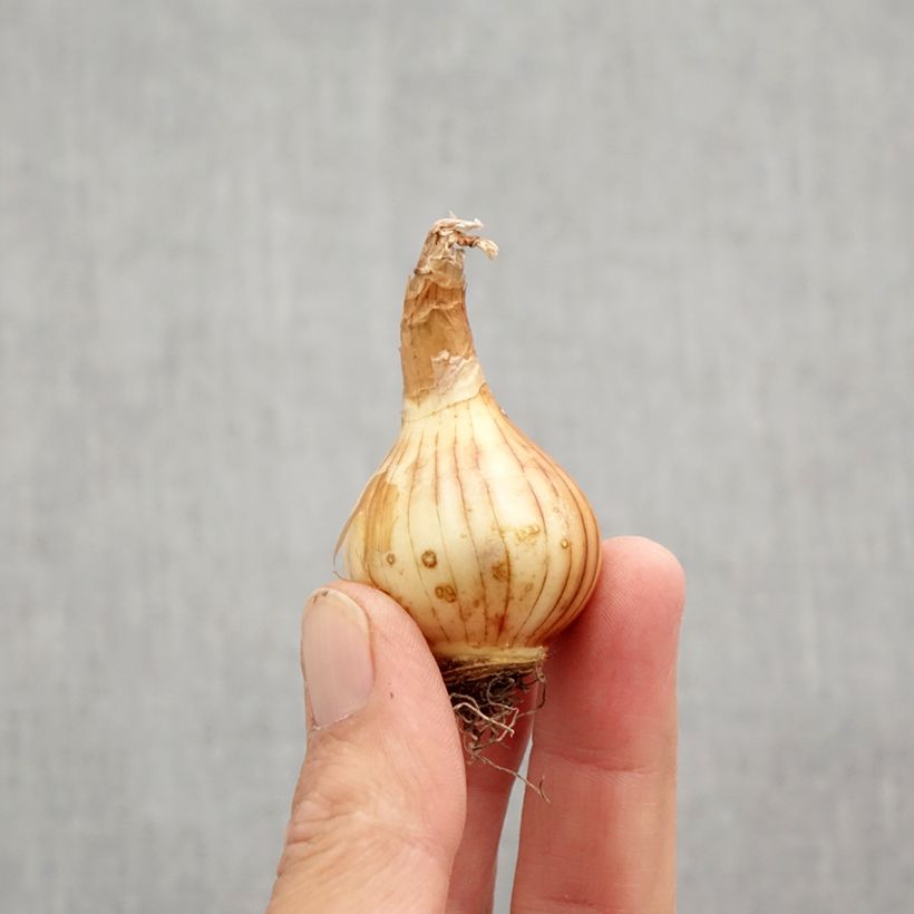 Esemplare di Narciso Rip van Winkle Bulbo taglia 10+ come consegnato in autunno