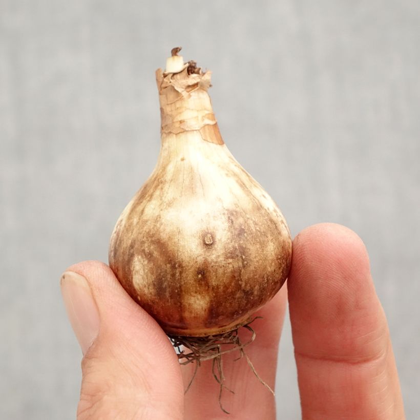 Esemplare di Narciso a fiore doppio Rose of May Bulbo taglia 12+ come consegnato in autunno