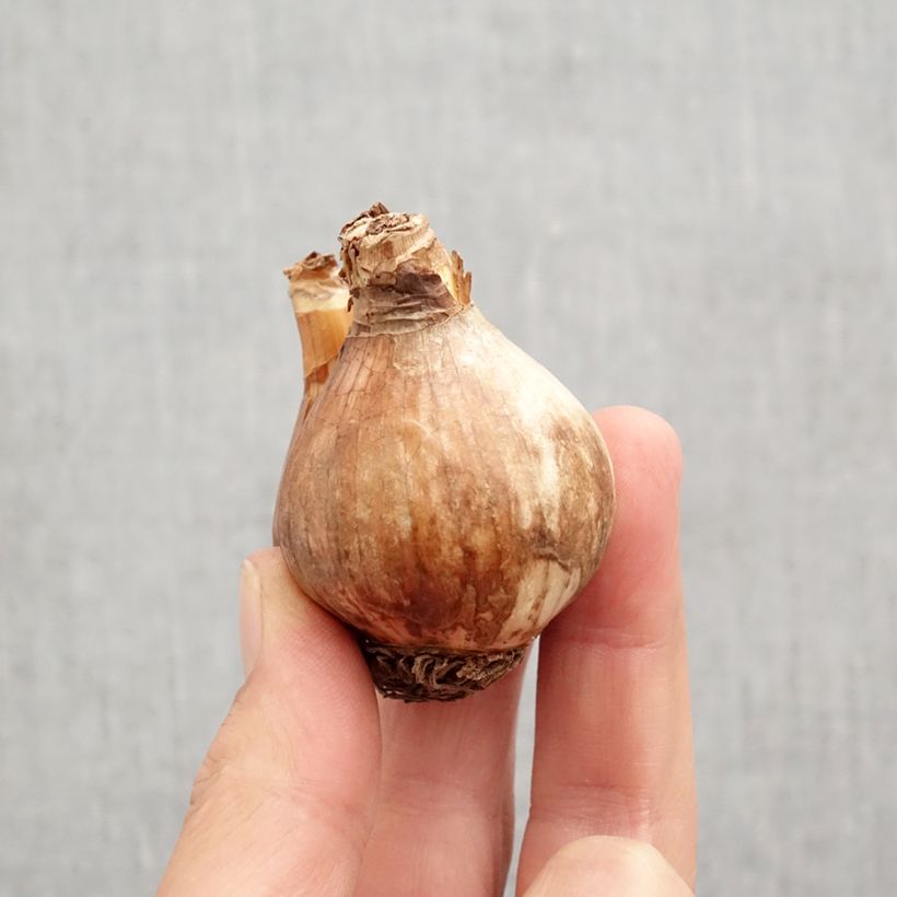 Esemplare di Narciso a tromba Sabatini Bulbo taglia 12/14 come consegnato in autunno