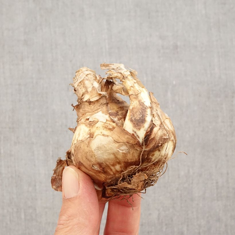 Esemplare di Narciso Sagitta Bulbo taglia 14+ come consegnato in autunno