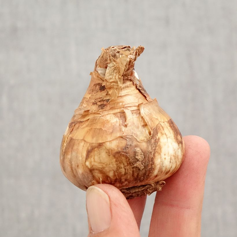 Esemplare di Narciso coronato Salomé Bulbo taglia 14/16 come consegnato in autunno