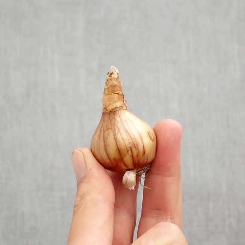 Esemplare di Narciso grande-coronato Ségovia Bulbo taglia 10+ come consegnato in autunno