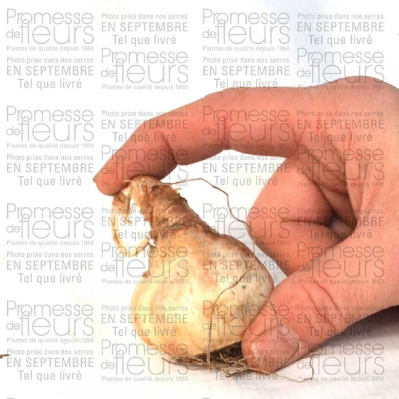 Esempio di esemplare Narcisse Sentinel Bulbe calibre 12+ come consegnato
