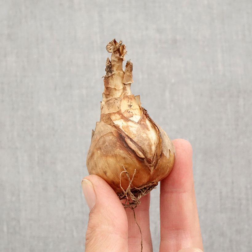 Esemplare di Narciso grande-coronato Sentinel Bulbo taglia 12+ come consegnato in autunno