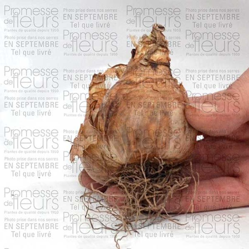 Esempio di esemplare Narciso a fiore doppio Sherborn Bulbo taglia 12+ come consegnato