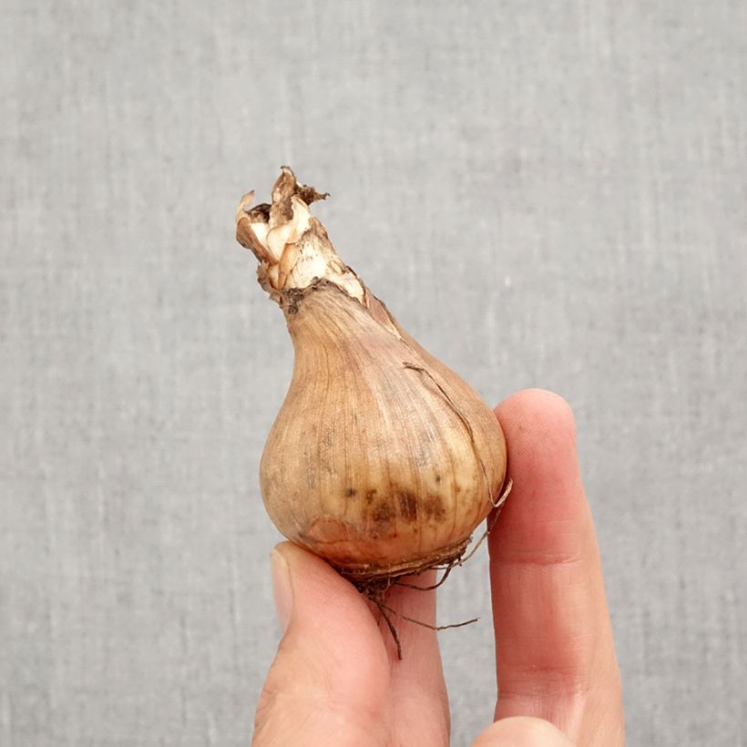 Esemplare di Narciso grande-coronato Sophie Girl Bulbo taglia 12+ come consegnato in autunno