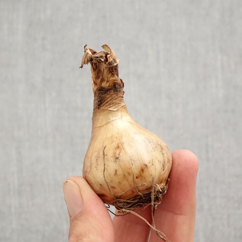 Esemplare di Narciso grande-coronato Sorbet Bulbo taglia 12+ come consegnato in autunno