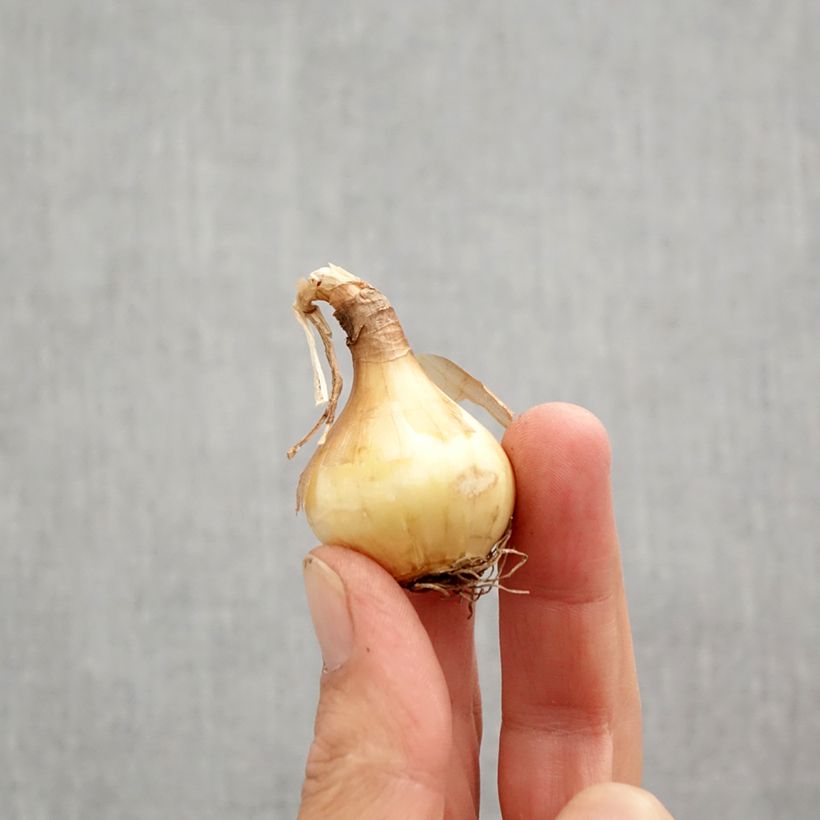 Example of Narciso grande-coronato Sun Disc Bulbo taglia 10+ as you get in automne