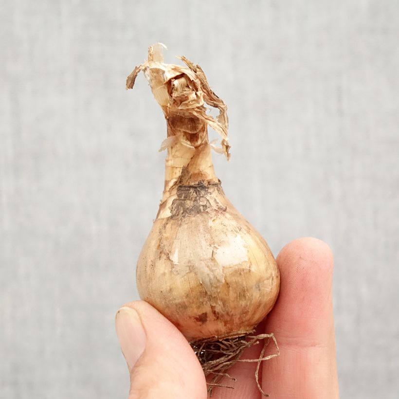 Esemplare di Narciso Suzy Bulbo taglia 12+ come consegnato in autunno