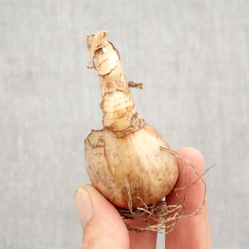 Esemplare di Narciso a fiore doppio Tahiti Bulbo taglia 12+ come consegnato in autunno