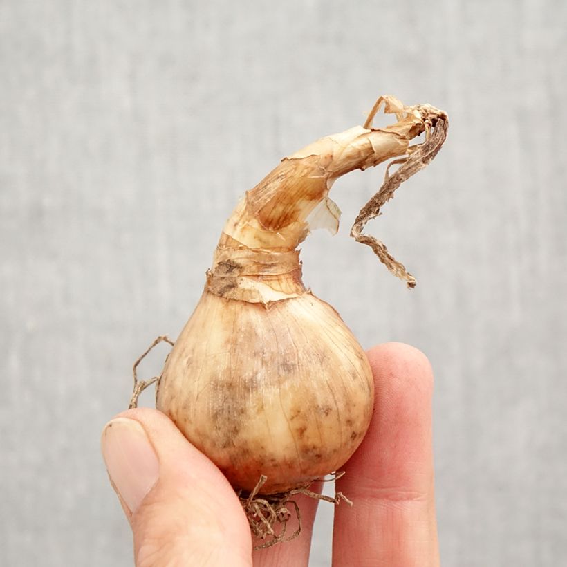 Esemplare di Narciso Tazetta Laurens Koster Bulbo taglia 12+ come consegnato in autunno