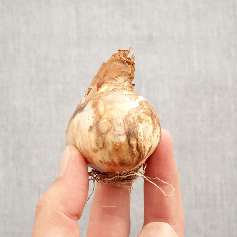 Esemplare di Narciso a tromba Tickled Pinkeen Bulbo taglia 12+ come consegnato in autunno