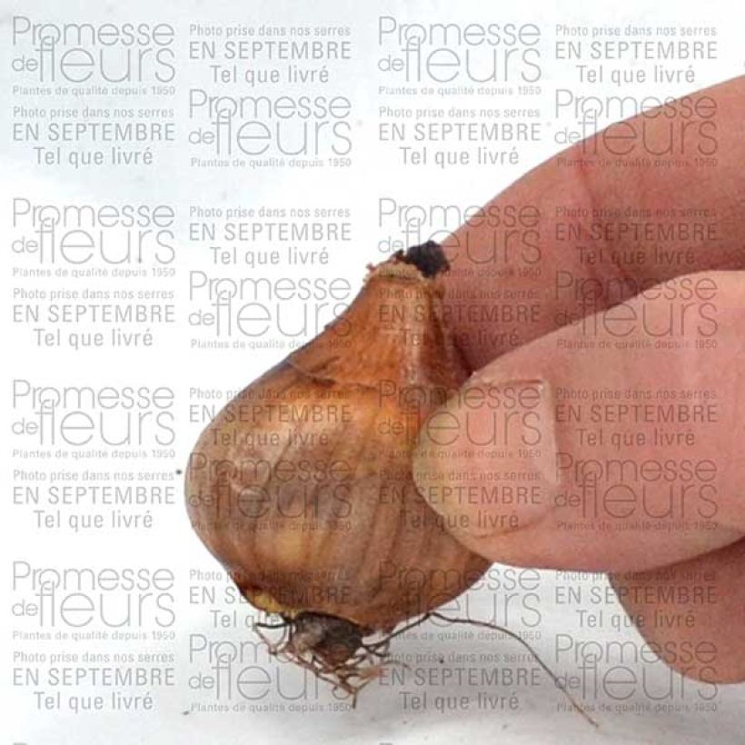 Esempio di esemplare Narcisse Topolino Bulbe calibre 8+ come consegnato