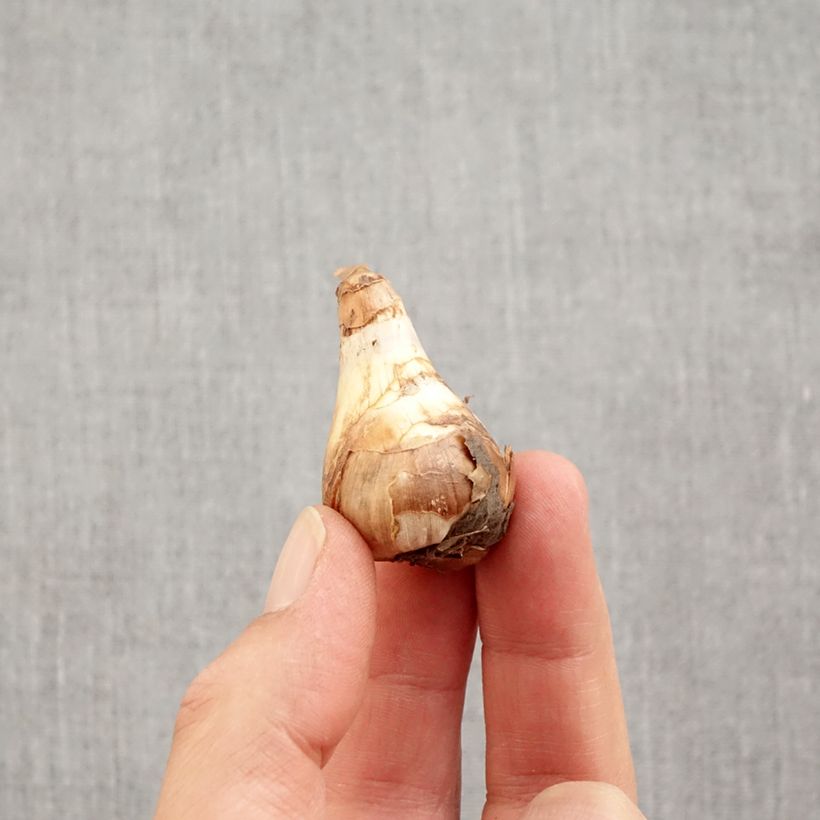 Example of Narciso Topolino Bulbo taglia 8+ as you get in automne