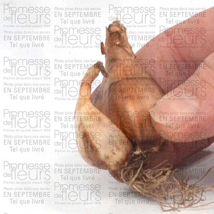 Esempio di esemplare Narciso cyclamineus Toto Bulbo taglia 10+ come consegnato
