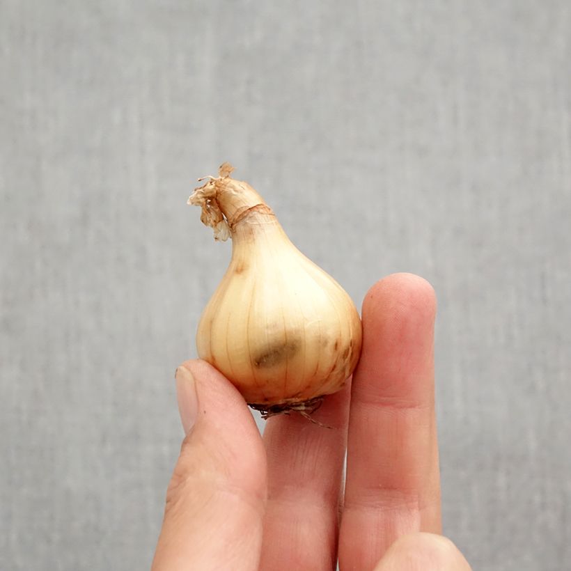 Esemplare di Narcissus triandrus Hawera Bulbo taglia 10+ come consegnato in autunno