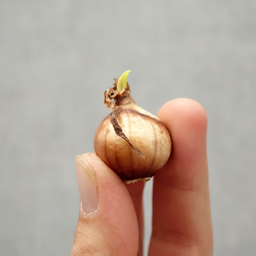 Esemplare di Narciso Twinkling Yellow Bulbo taglia 8+ come consegnato in autunno