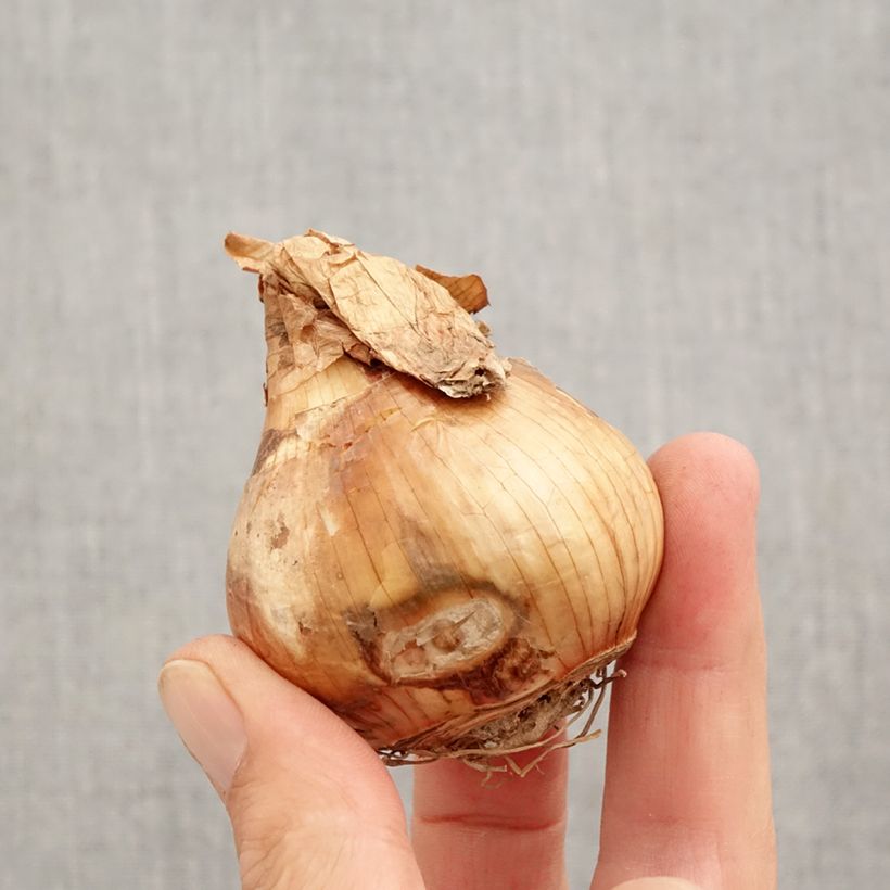 Esemplare di Narciso Walz Bulbo taglia 12+ come consegnato in autunno