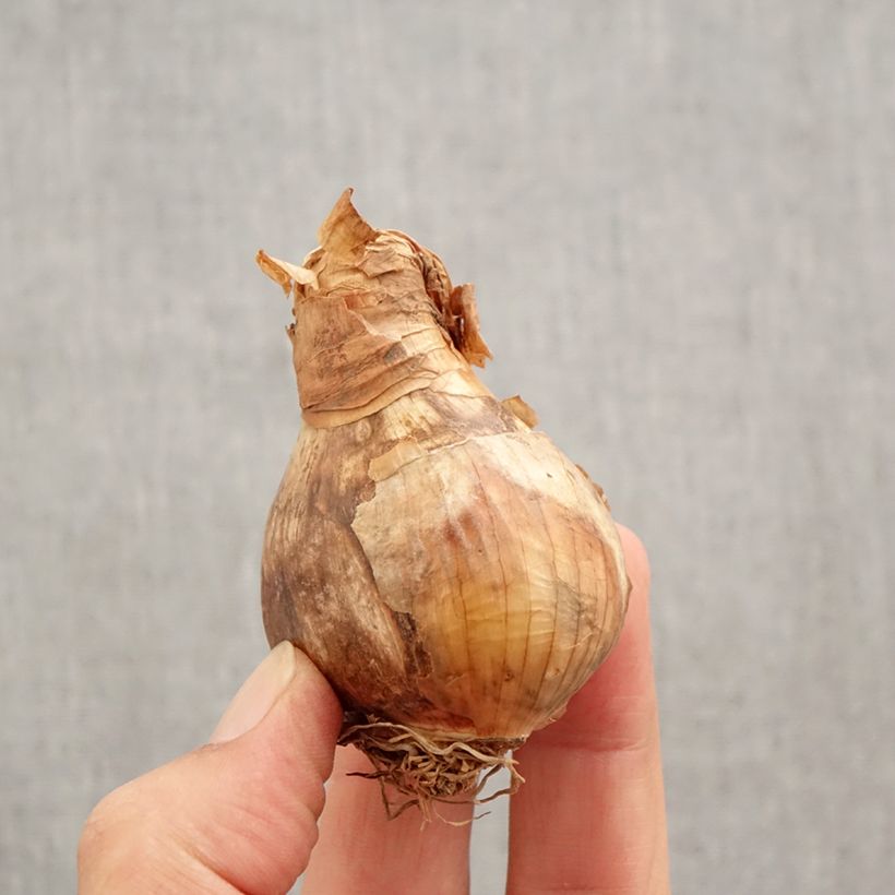 Esemplare di Narciso a fiore doppio Wave Bulbo taglia 12+ come consegnato in autunno