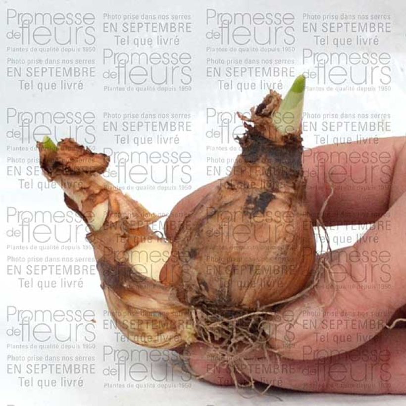 Esempio di esemplare Narcisse Westward Bulbe calibre 14+ come consegnato