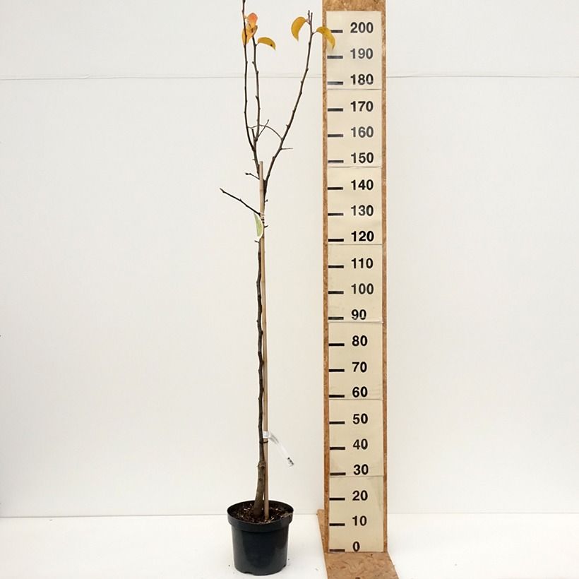 Esemplare di Nashi Pero Vaso da 7,5L/10L, Vaso impalcato medio come consegnato in autunno