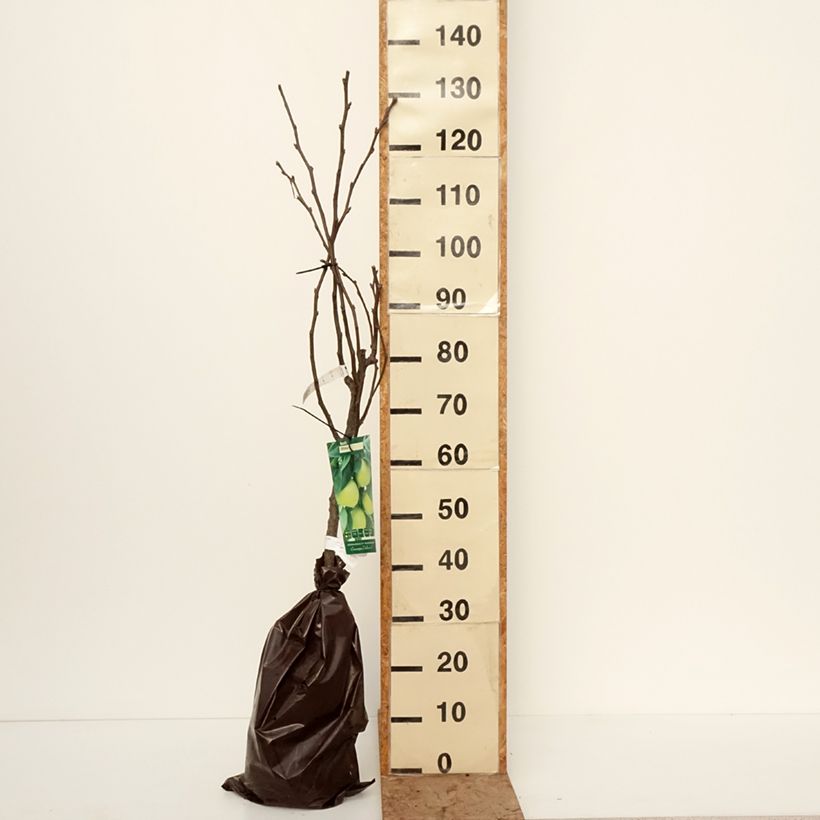 Nashi Shinsui Zolla 'Pronta da piantare', Vasetto esemplare consegnato in inverno