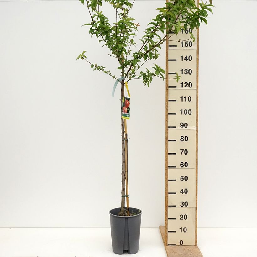 Nettarina Fantasia Vaso da 7,5L/10L, Vaso impalcato medio esemplare consegnato in primavera