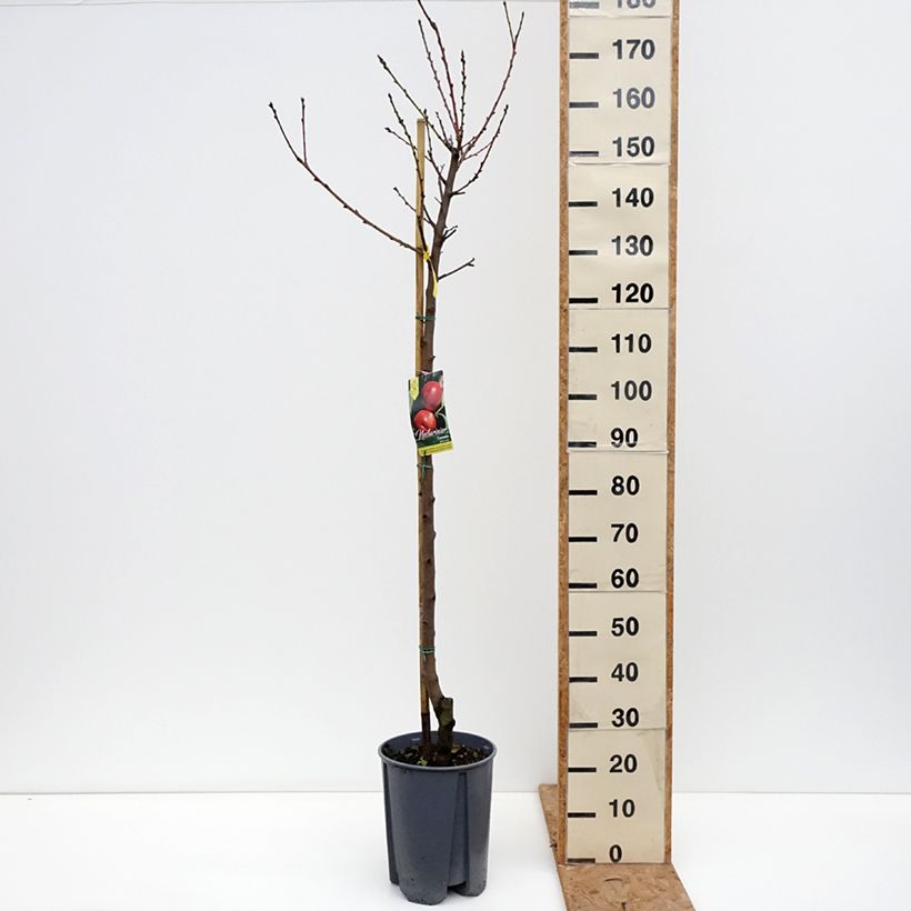 Esemplare di Nettarina Fantasia Vaso da 7,5L/10L, Vaso impalcato medio come consegnato in autunno
