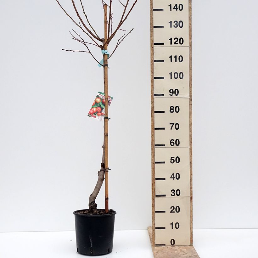 Nectarinier Morton Pot de 7,5L/10L, Gobelet esemplare consegnato in inverno