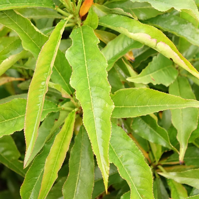 Nettarina Garden Beauty (Foliage)