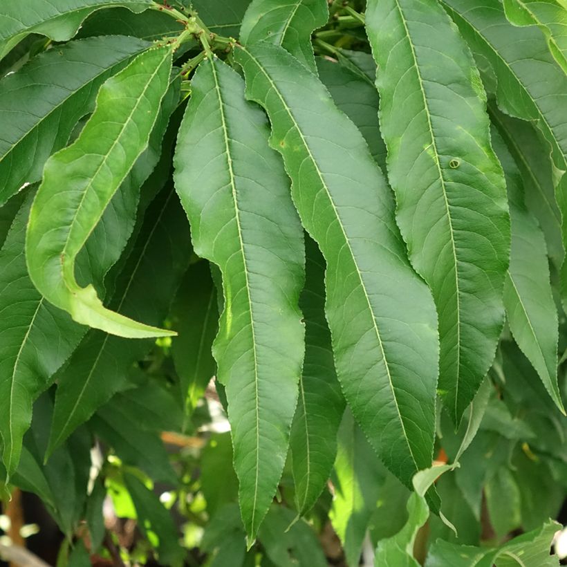 Nettarina Nectarella 'Zaidulab' (Fogliame)