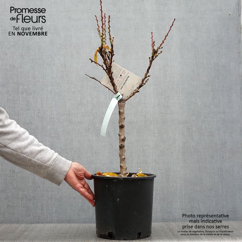 Esemplare di Nettarina Rubis Necta Zee Vaso da 7,5L/10L, Vaso impalcato basso come consegnato in autunno
